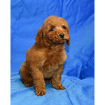 Пуделя щенок миниатюрный рыжий мальчик Уно Моменто