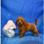 Пуделя щенок миниатюрный рыжий мальчик Уно Моменто