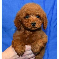 Пуделя щенок миниатюрный рыжий мальчик Уно Моменто