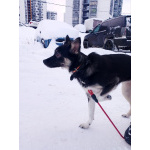 Ищет дом крошка-собачка весом 8 кг