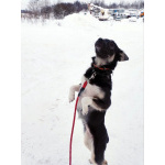 Ищет дом крошка-собачка весом 8 кг