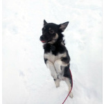 Ищет дом крошка-собачка весом 8 кг