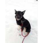 Ищет дом крошка-собачка весом 8 кг