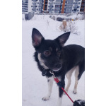 Ищет дом крошка-собачка весом 8 кг