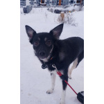 Ищет дом крошка-собачка весом 8 кг