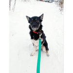 Ищет дом крошка-собачка весом 8 кг