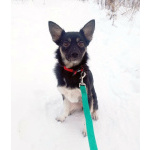 Ищет дом крошка-собачка весом 8 кг