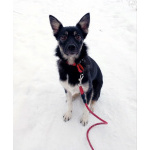 Ищет дом крошка-собачка весом 8 кг