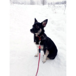 Ищет дом крошка-собачка весом 8 кг