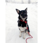 Ищет дом крошка-собачка весом 8 кг