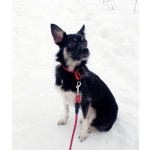 Ищет дом крошка-собачка весом 8 кг