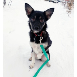 Ищет дом крошка-собачка весом 8 кг