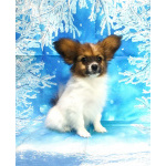 Щенки папийона