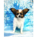 Щенки папийона