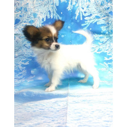 Щенки папийона