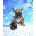 Щенки французкого бульдога