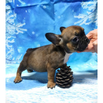 Щенки французкого бульдога