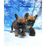 Щенки французкого бульдога