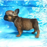 Щенки французкого бульдога