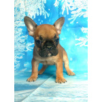 Щенки французкого бульдога