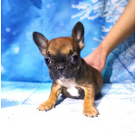 Щенки французкого бульдога