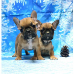 Щенки французкого бульдога