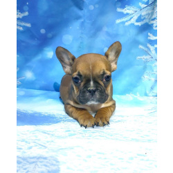 Щенки французкого бульдога