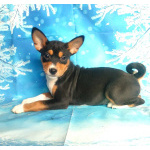 Щенки басенджи