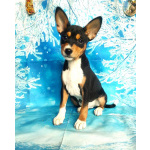 Щенки басенджи