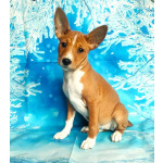 Щенки басенджи