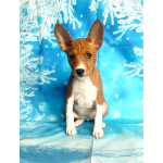 Щенки басенджи