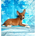 Щенки басенджи