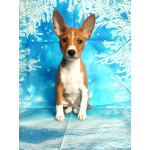 Щенки басенджи