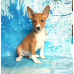 Щенки басенджи