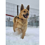 Красивый, умный молодой домашний пес Майор ищет дом