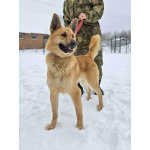 Красивый, умный молодой домашний пес Майор ищет дом