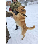 Красивый, умный молодой домашний пес Майор ищет дом