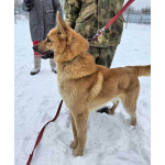 Красивый, умный молодой домашний пес Майор ищет дом