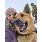 Красивый, умный молодой домашний пес Майор ищет дом