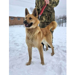 Красивый, умный молодой домашний пес Майор ищет дом