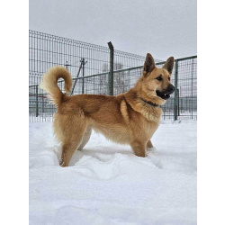 Красивый, умный молодой домашний пес Майор ищет дом