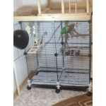 Ожереловый попугай, 6.5 месяцев