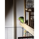 Ожереловый попугай, 6.5 месяцев