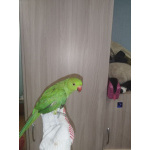 Ожереловый попугай, 6.5 месяцев