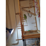 Ожереловый попугай, 6.5 месяцев