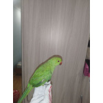 Ожереловый попугай, 6.5 месяцев