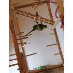 Ожереловый попугай, 6.5 месяцев