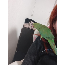 Ожереловый попугай, 6.5 месяцев