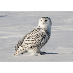 Полярная сова