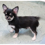 чихуахуа шоу мальчик для дома